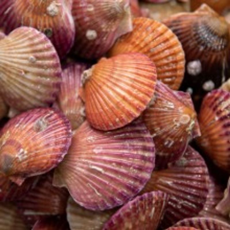 [사월담] 통영 홍가리비(면세)(8kg 까지 합배송)