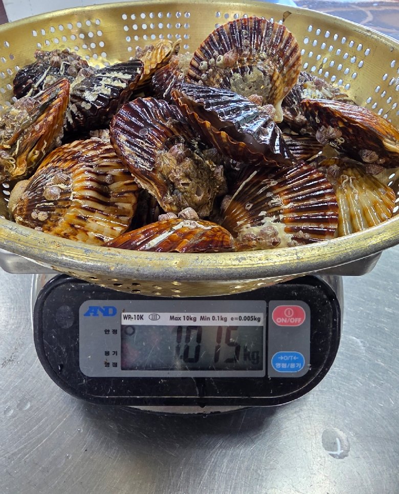 활 흑백가리비 1kg