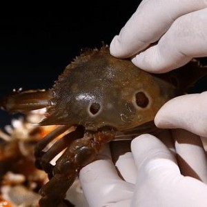 ★한통당 만원대 초특가★ 삼점 암꽃게장 2kg+2kg